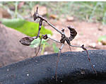 and-who-is-interested-in-im-baby-mantis.jpg