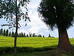 sikkim-trip-report-and-photos-temi.jpg