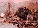 pigeons-help-dsc05231-small-.jpg.JPG
Views:	139
Size:	83.3 KB
ID:	6389