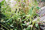 valley-of-flowers-and-hemkund-sahib-f1070011.jpg