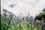 valley-of-flowers-and-hemkund-sahib-f1070017.jpg