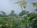 valley-of-flowers-and-hemkund-sahib-dsc05232.jpg