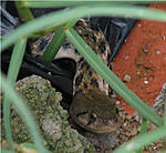 another-snake-in-my-garden-snake.jpg