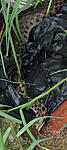 another-snake-in-my-garden-snake2-2.jpg