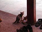 all-about-ladakh-epsn0313-small-.jpg.JPG
Views:	26
Size:	40.1 KB
ID:	6572