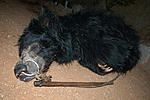 agra-bear-rescue-facility-hydrabad.jpg