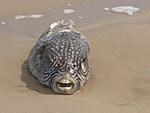 a-fish-called-wanda-tn_p1270249.jpg