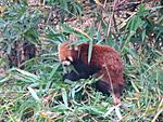 where-best-to-see-sikkimese-plants-and-animals-img_0866.jpg