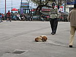 are-dangerous-dogs-a-notable-hazard-in-sikkim-img_1865.jpg