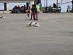 are-dangerous-dogs-a-notable-hazard-in-sikkim-img_1867.jpg