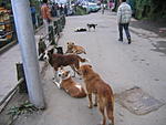are-dangerous-dogs-a-notable-hazard-in-sikkim-img_3141.jpg