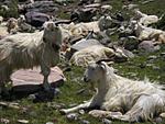 roopkund-after-milam-glacier-p1010209.jpg