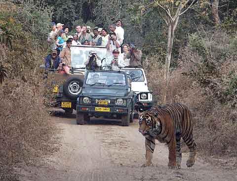 Image credit: http://www.indiamike.com/india/attachments/682d1071381644-ranthambore-or-corbett-tigersafari.jpg