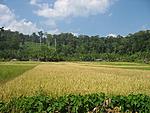 andaman-trip-report-and-photos-havelock.jpg