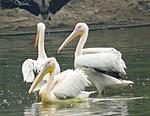 panasonic-lumix-dmc-fz18k-zoo-060.jpg