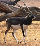 panasonic-lumix-dmc-fz18k-zoo-080.jpg
