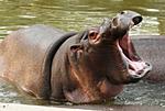 panasonic-lumix-dmc-fz18k-zoo-096.jpg