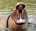 panasonic-lumix-dmc-fz18k-zoo-097.jpg