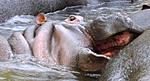 panasonic-lumix-dmc-fz18k-zoo-099.jpg