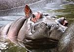 panasonic-lumix-dmc-fz18k-zoo-103.jpg