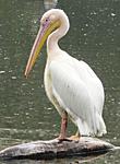 panasonic-lumix-dmc-fz18k-zoo-135.jpg