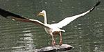 panasonic-lumix-dmc-fz18k-zoo-138.jpg