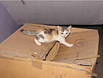 we-ve-got-a-family-also-vet-experience-with-cats-kitten-1.jpg