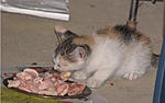 we-ve-got-a-family-also-vet-experience-with-cats-day-in-a-drainpipe.jpg
