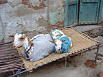 why-do-the-goats-wear-coats-goats-in-sweaters-agra-march-06.jpg