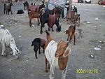 why-do-the-goats-wear-coats-041.jpg