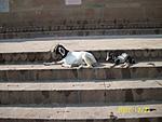 why-do-the-goats-wear-coats-586.jpg