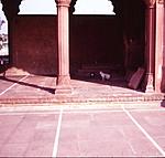 any-information-about-cat-in-india-or-indian-culture-feralcat.jpg