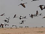when-do-the-demoiselle-cranes-leave-keechen-keechen-003a.jpg