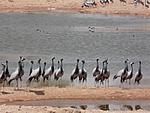 when-do-the-demoiselle-cranes-leave-keechen-keechen-004a.jpg