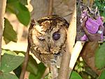 help-wanted-with-photojournalism-project-on-goa-collored-scops-owl.jpg