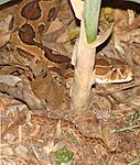 another-snake-in-my-garden-russellviperapril08.jpg