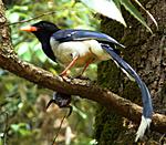 my-weekend-visit-to-lansdowne-and-rishikesh-x-014.jpg