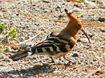 my-weekend-visit-to-lansdowne-and-rishikesh-x-018.jpg
