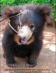 dancing-free-sloth_bear_cub_rescued_september_2007.jpg