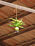what-the-strange-questions-for-india-experts-chilli-and-lemon.jpg