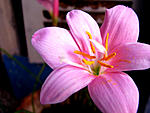 using-canon-powershot-s5-is-h.jpg