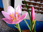 using-canon-powershot-s5-is-i.jpg