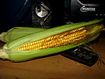 using-canon-powershot-s5-is-m.jpg
