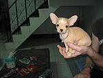 hi-to-all-from-thailand-img_0655.jpg