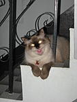 hi-to-all-from-thailand-img_0549.jpg