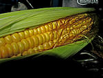 using-canon-powershot-s5-is-l.jpg