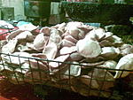 delhi-the-foodies-paradise-06062008-003-.jpg.jpg
Views:	18
Size:	93.1 KB
ID:	7724