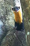 weasel-or-cat-or-squirrel-rascal.jpg