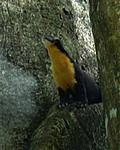 weasel-or-cat-or-squirrel-nilgiri-marten1.jpg