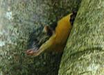 weasel-or-cat-or-squirrel-n-marten2.jpg
